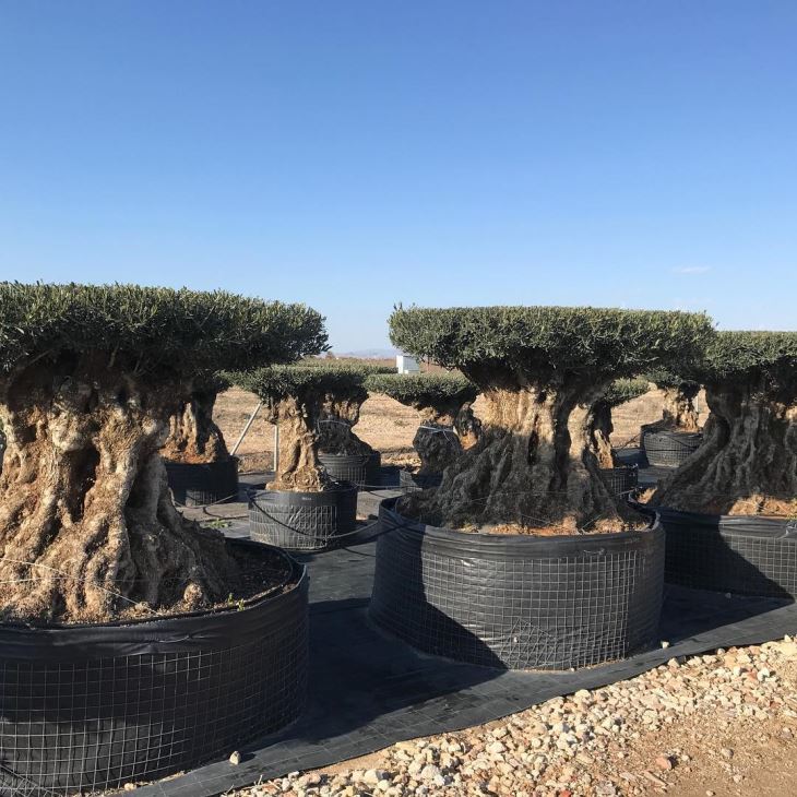 500gallon Large Hydroponic Garden Pot for tree plants